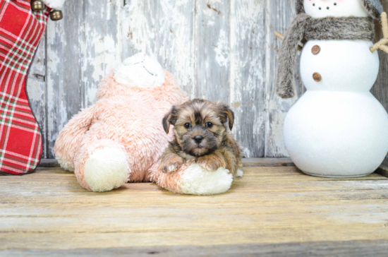 Shorkie Pup Being Cute