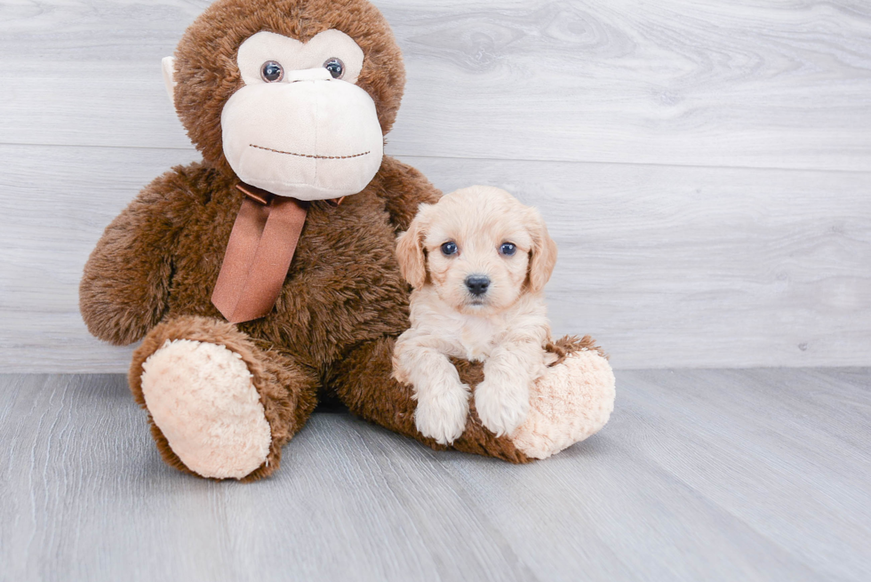 Friendly Cavachon Baby