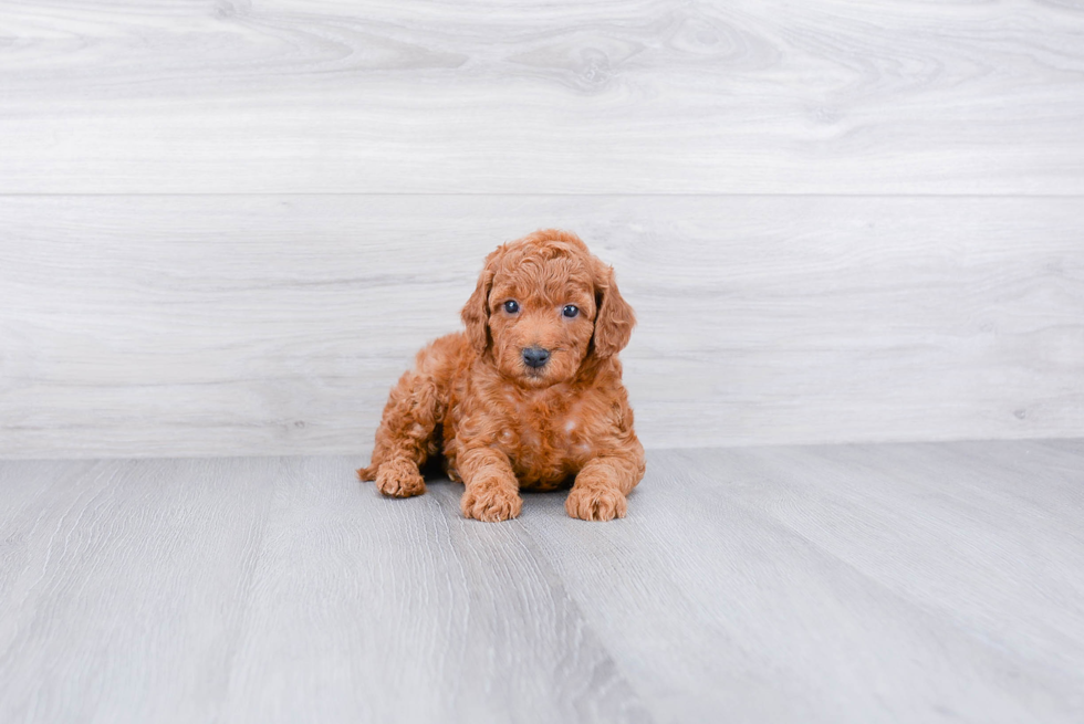 Small Mini Goldendoodle Baby