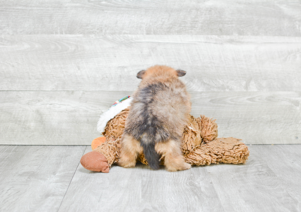 Playful Pomeranian Baby