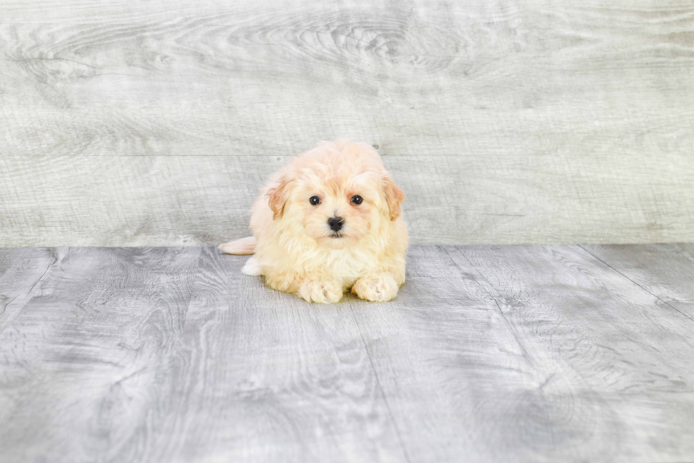 Cute Maltipoo Baby