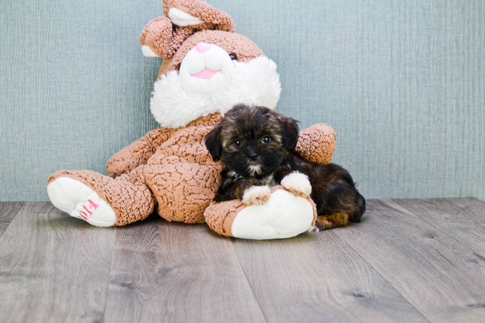 Shorkie Puppy for Adoption