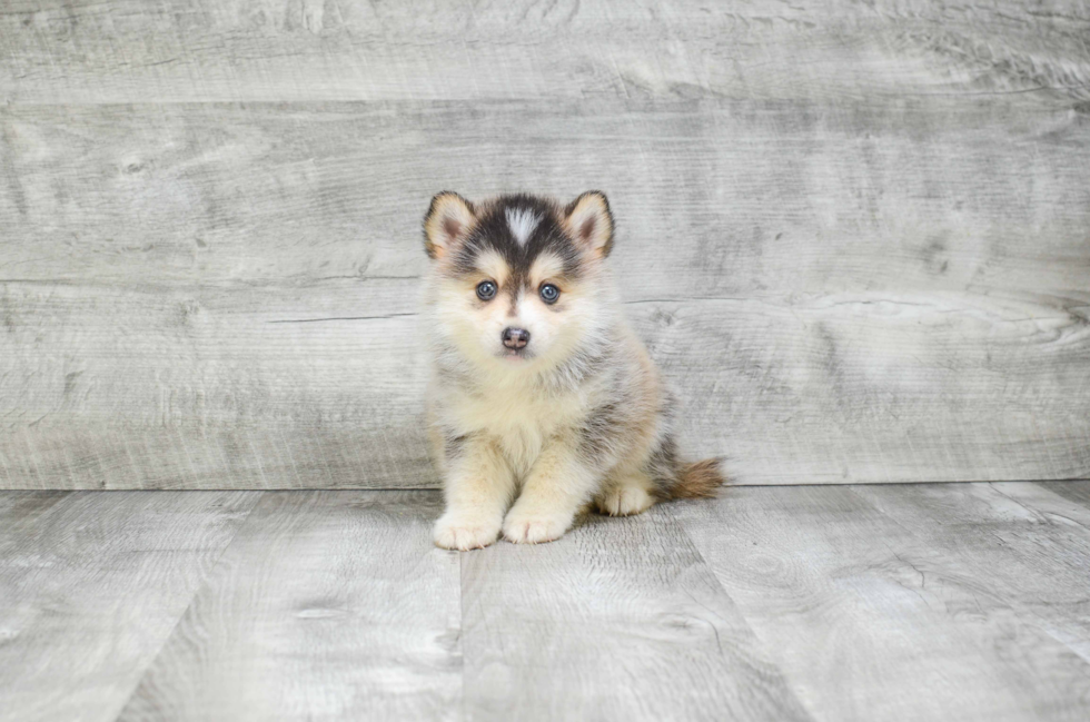 Little Mini Husky Designer Puppy