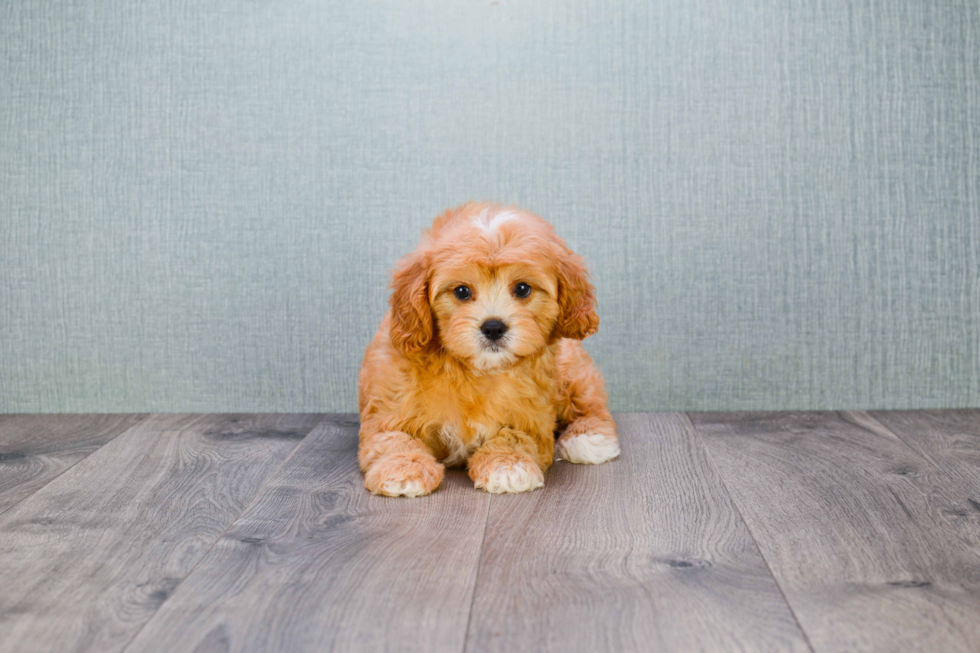 Best Cavapoo Baby