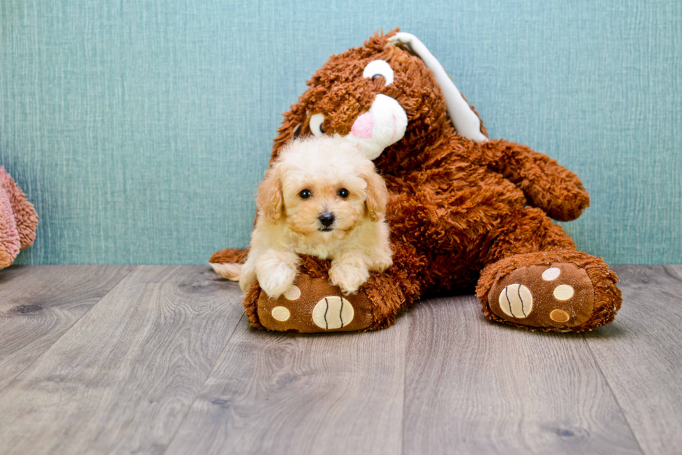 Maltipoo Puppy for Adoption