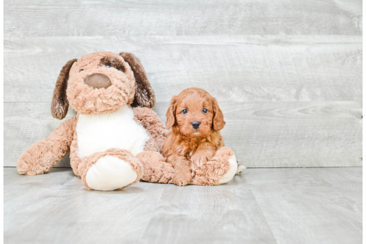 Cavapoo Pup Being Cute