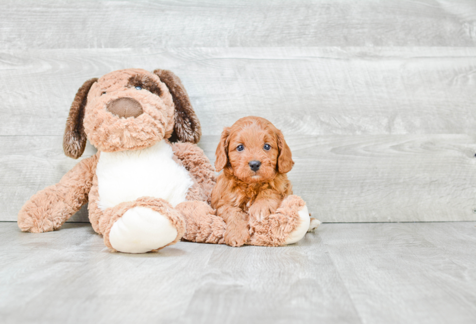 Cavapoo Pup Being Cute