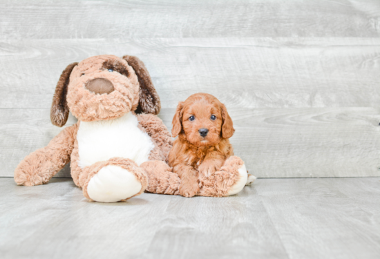 Cavapoo Pup Being Cute