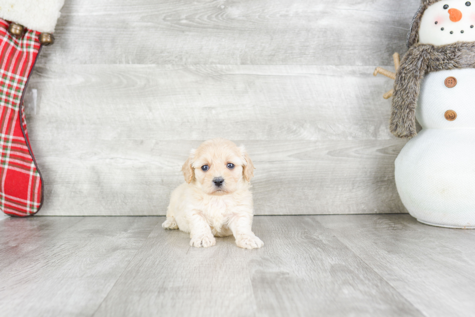 Cavachon Puppy for Adoption