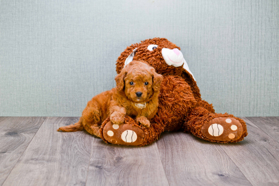 Best Mini Goldendoodle Baby