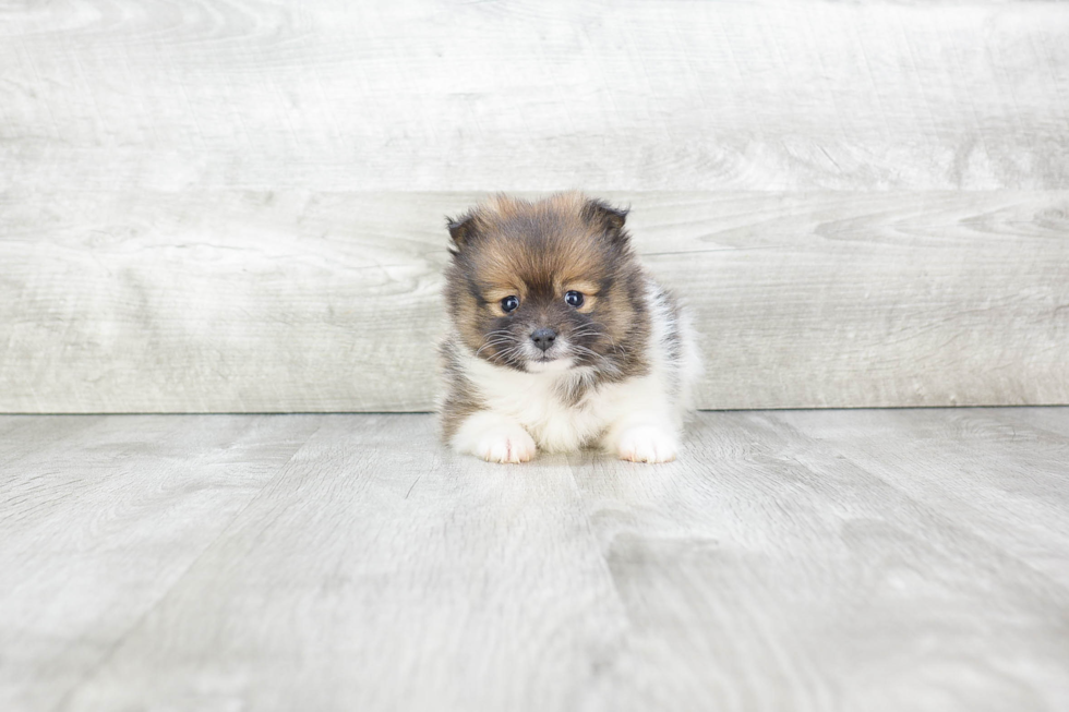 Pomeranian Pup Being Cute