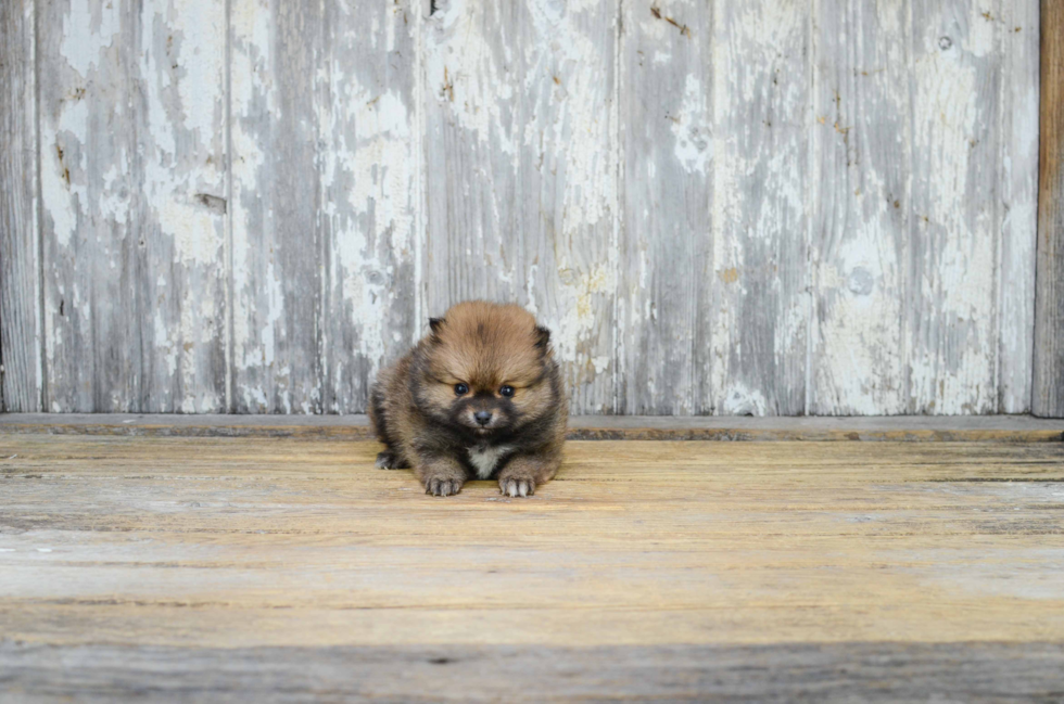 Cute Pomeranian Purebred Puppy