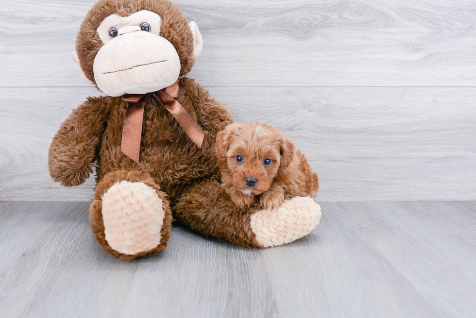 Best Cavapoo Baby