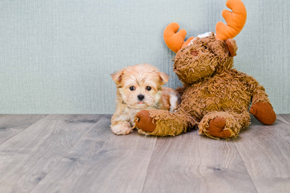 Hypoallergenic Yorkie Designer Puppy