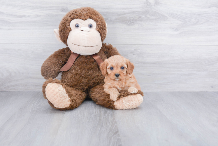 Adorable Cavoodle Poodle Mix Puppy