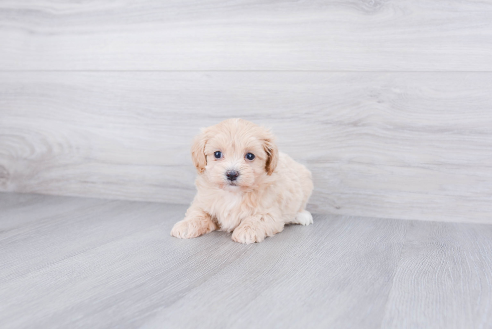 Petite Maltipoo Poodle Mix Pup