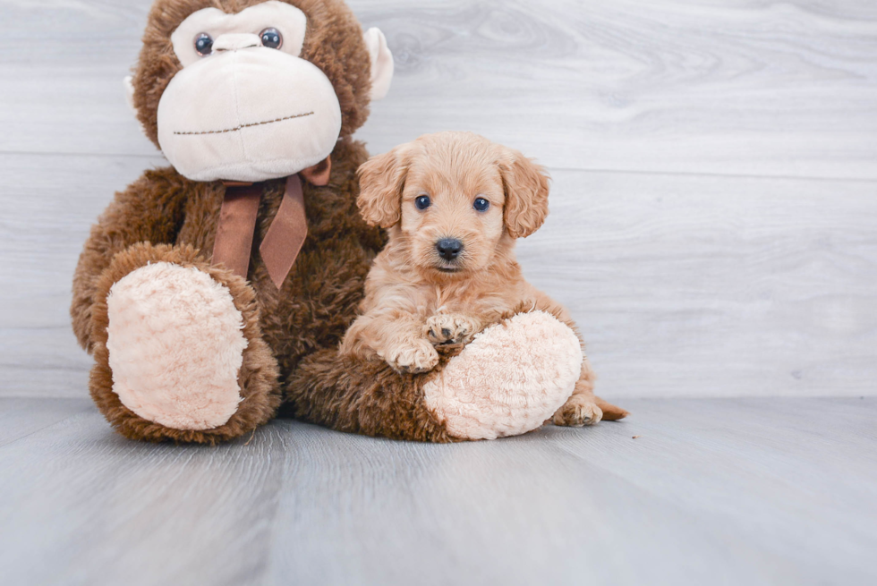 Happy Mini Goldendoodle Baby