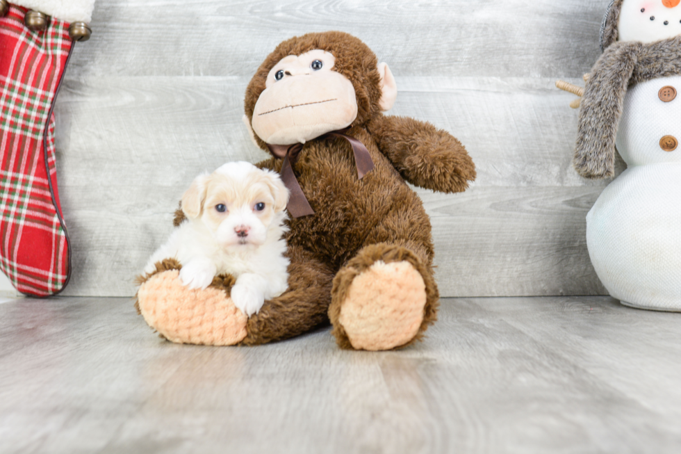 Maltipoo Pup Being Cute