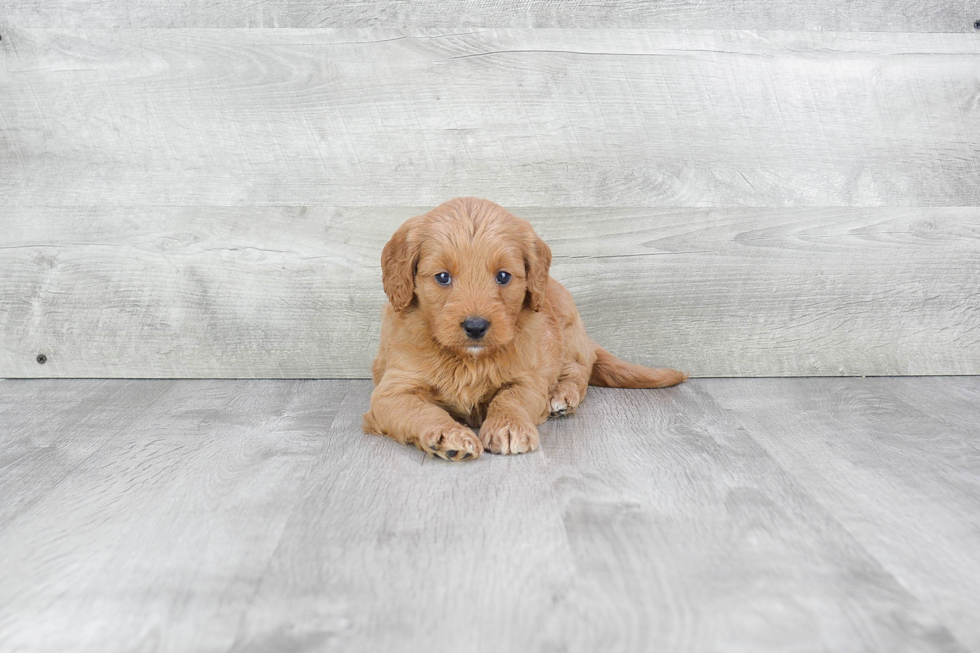 Playful Golden Retriever Poodle Mix Puppy