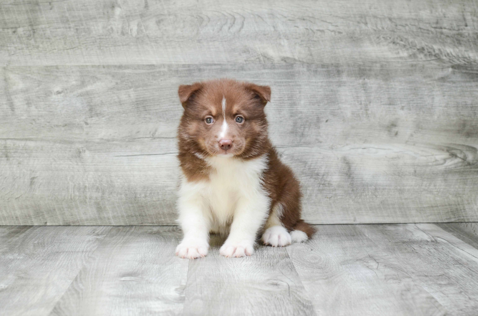 Pomsky Pup Being Cute