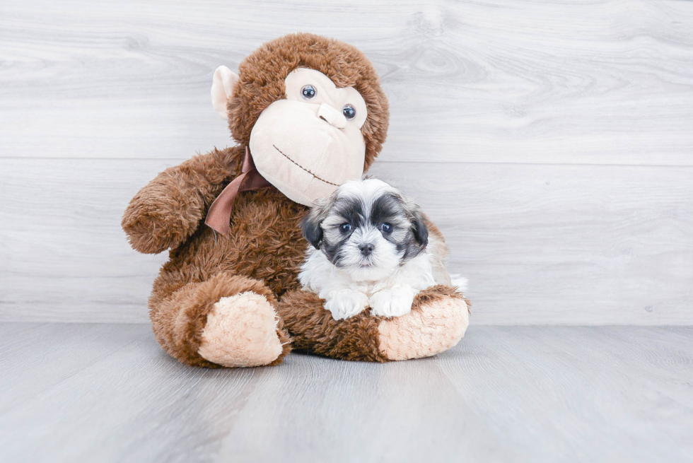 Popular Teddy Bear Designer Pup