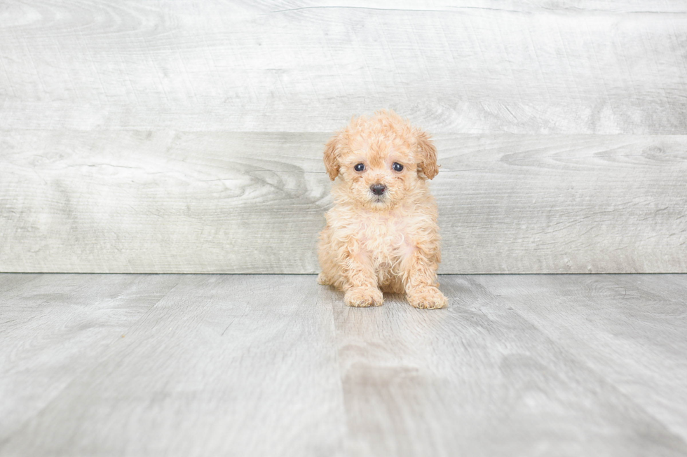 Poodle Puppy for Adoption