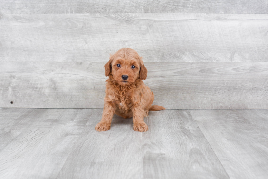 Mini Goldendoodle Puppy for Adoption