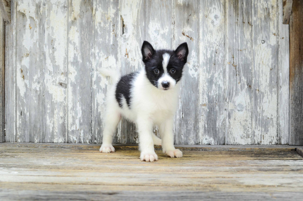 Best Pomsky Baby