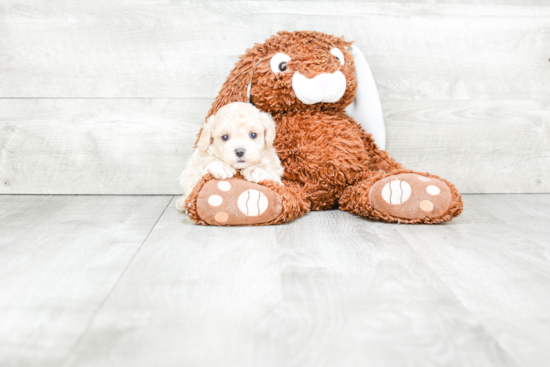 Small Maltipoo Baby