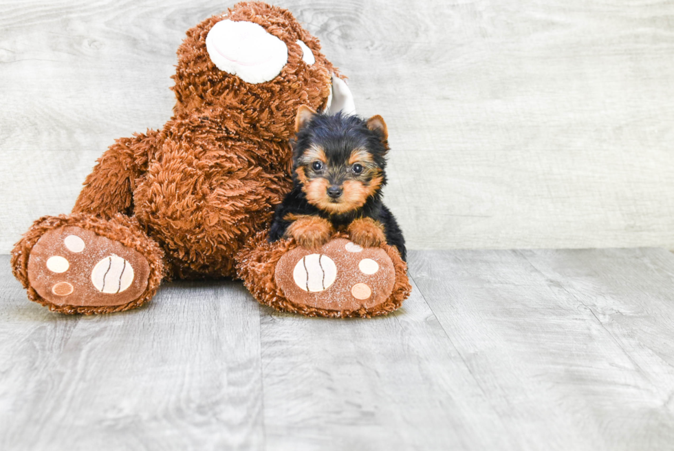 Meet Ronaldo - our Yorkshire Terrier Puppy Photo 