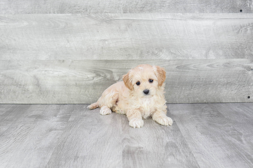 Cavapoo Pup Being Cute