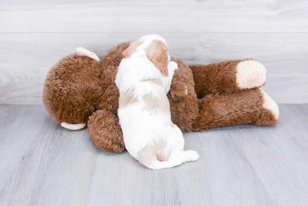 Playful Cavalier King Charles Spaniel Purebred Pup