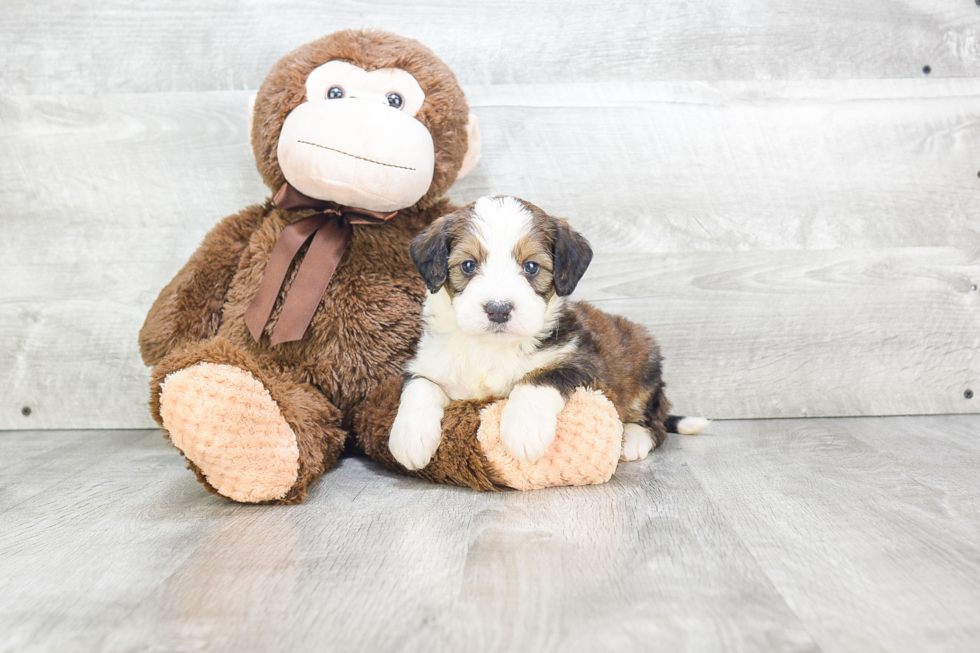 Mini Bernedoodle Pup Being Cute