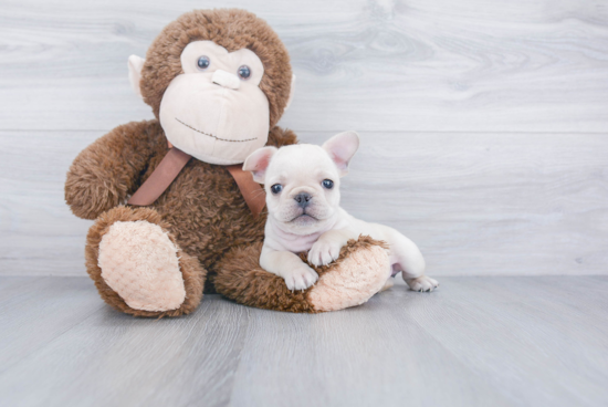 Funny French Bulldog Baby