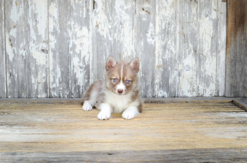 Pomsky Puppy for Adoption