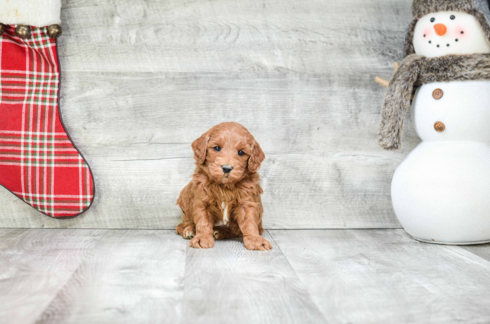 Hypoallergenic Golden Retriever Poodle Mix Puppy