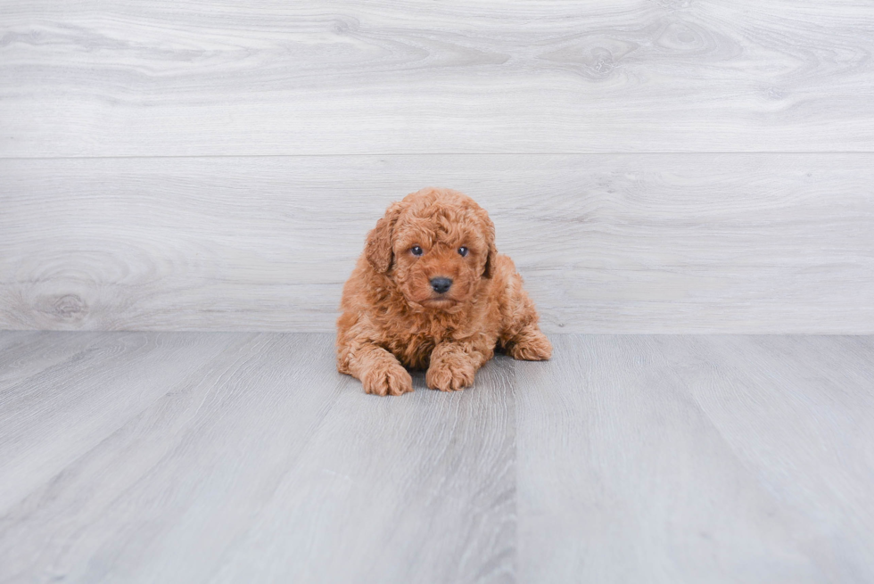 Best Mini Goldendoodle Baby