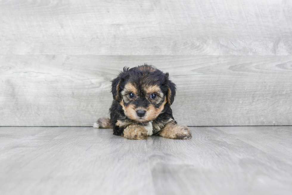 Hypoallergenic Yorkie Designer Puppy
