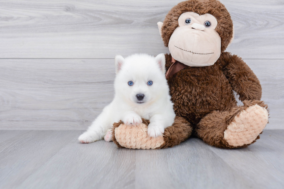 Friendly Pomsky Baby