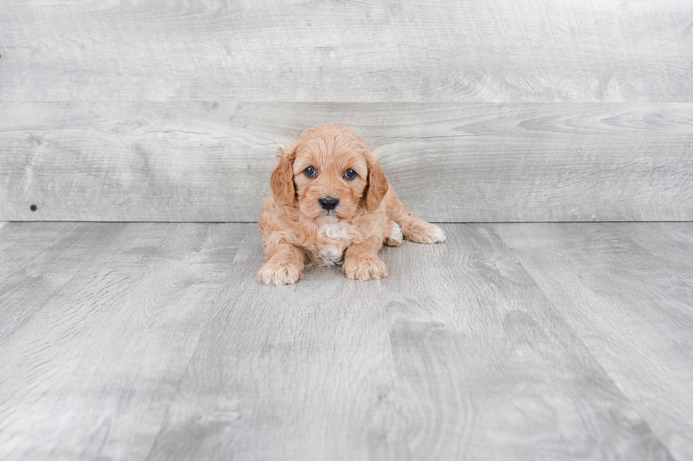 Happy Cavapoo Baby