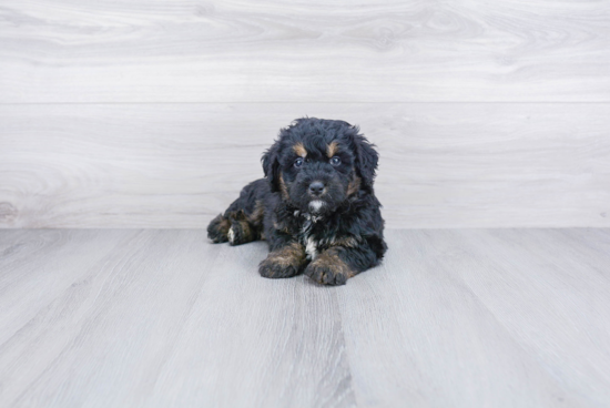 Mini Bernedoodle Pup Being Cute