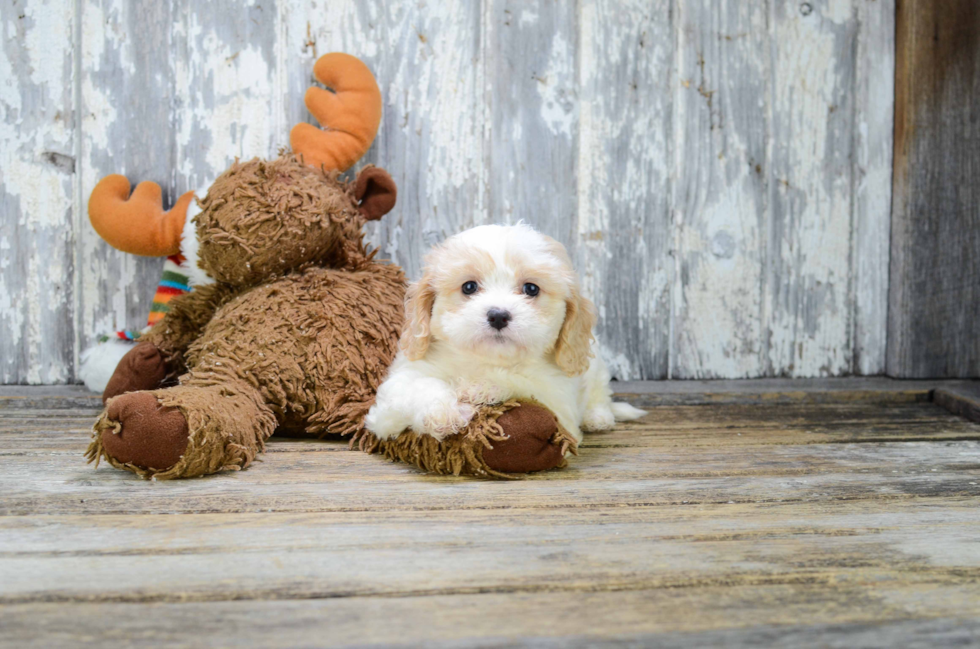 Cavachon Pup Being Cute