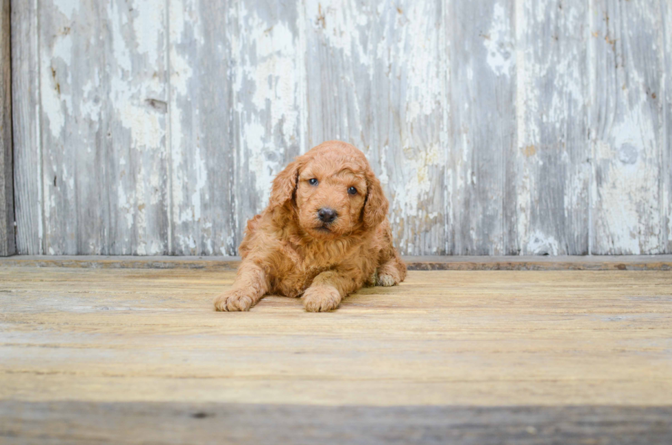 Sweet Mini Goldendoodle Baby