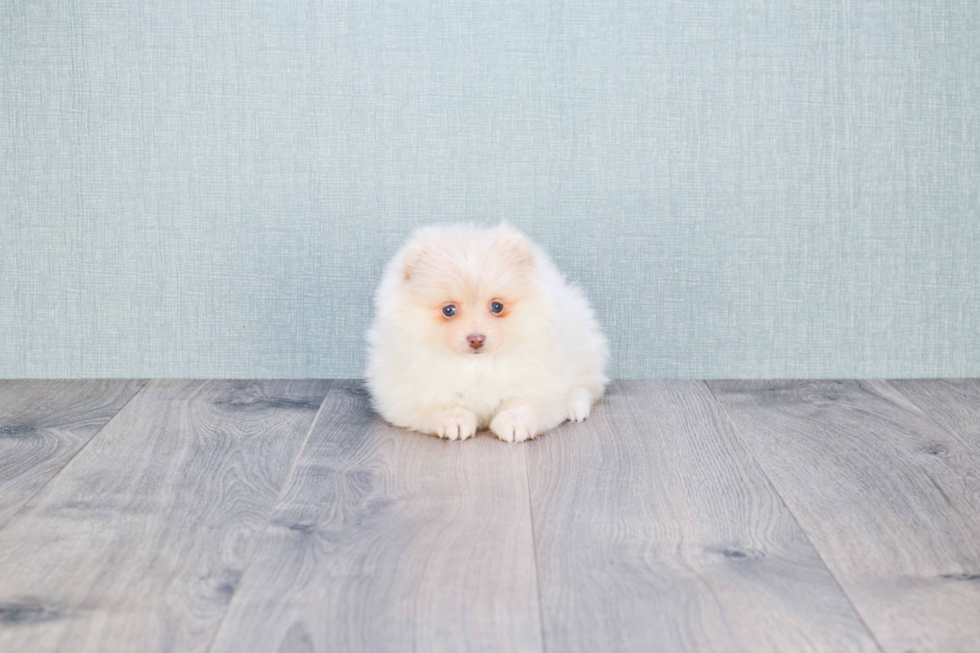 Pomeranian Puppy for Adoption