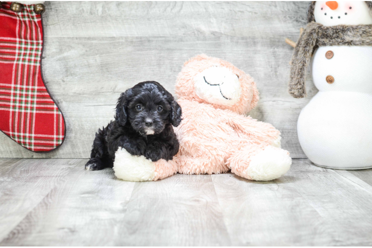 Popular Cavapoo Poodle Mix Pup