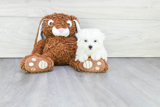 Small Maltese Purebred Pup