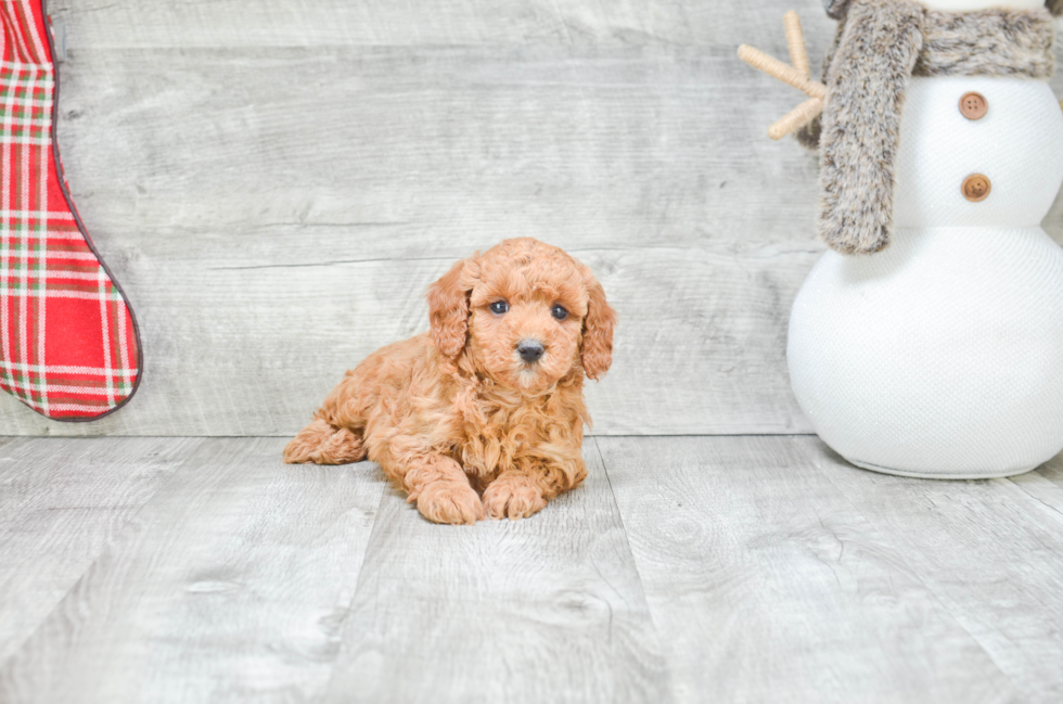 Poodle Pup Being Cute