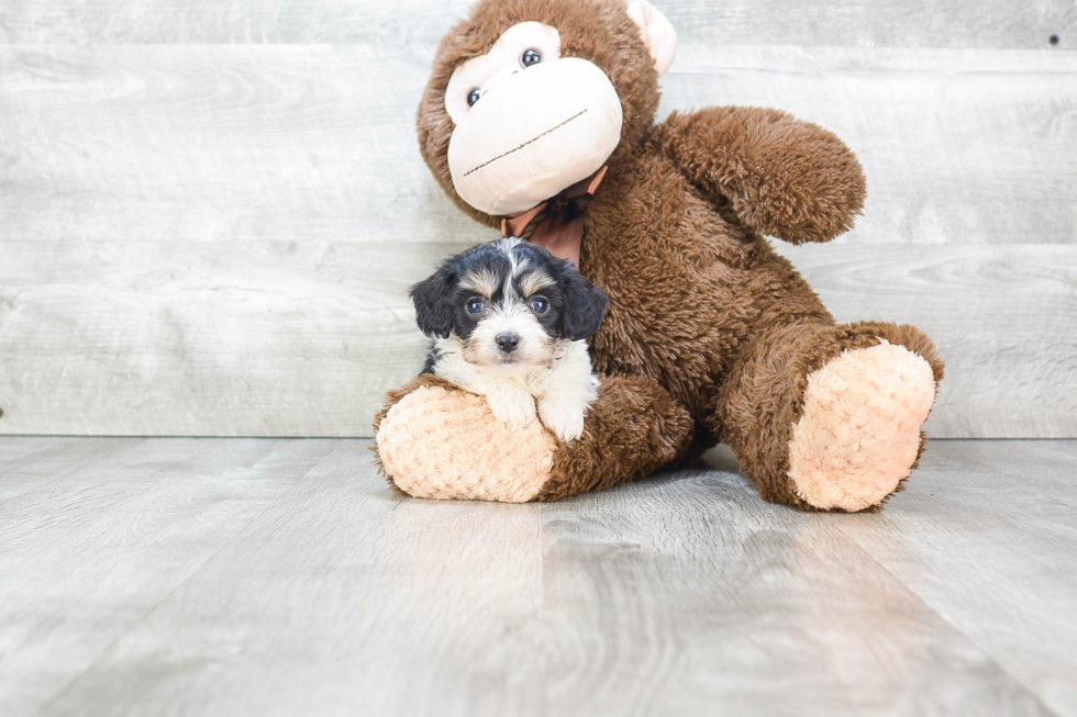 Cavachon Puppy for Adoption