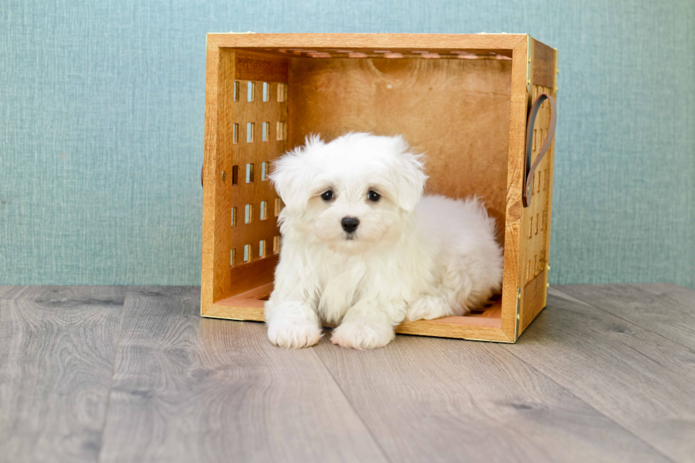 Popular Maltese Purebred Pup