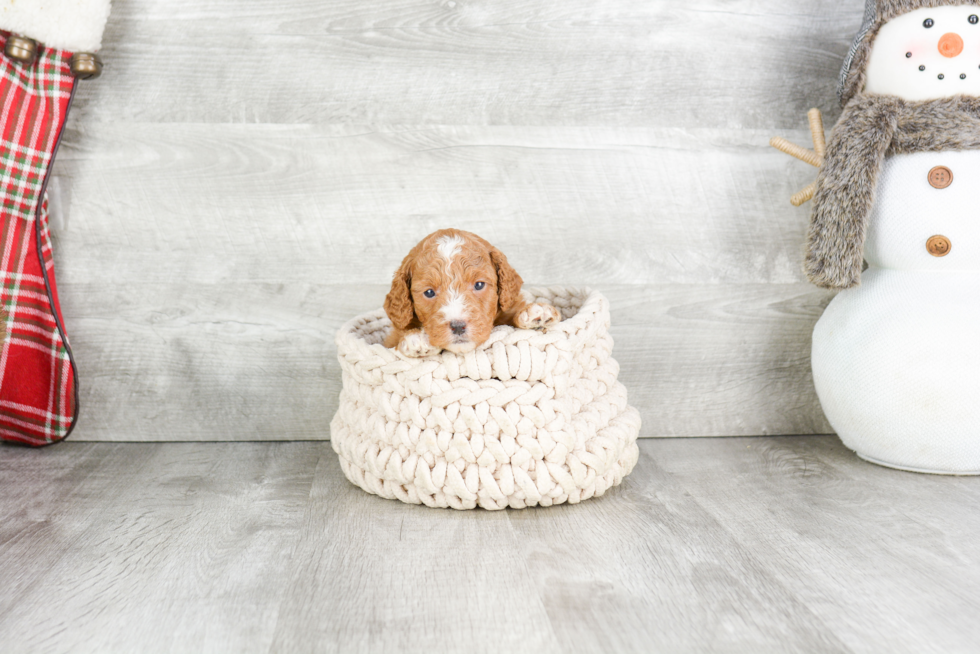 Mini Goldendoodle Puppy for Adoption